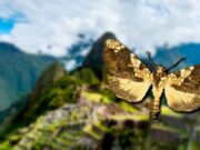Nacional: nueva especie de mariposa descubierta en el Santuario Histórico de Machu Picchu