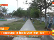 Trujillo: Frondosidad de árboles amenaza seguridad en la Urb. Daniel Hoyle