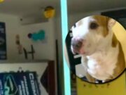 Lima: familia paga S/500 para que su perrito viaje seguro pero termina muerto en bagón de autobús