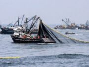 Primera temporada de pesca de anchoveta: un impulso a la reactivación económica nacional