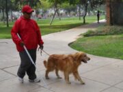 Perros guía de personas invidentes tienen acceso libre a lugares públicos y privados