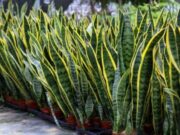 “Lengua de suegra” planta purificadora de aire según la NASA