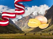 El pepino dulce: “Tesoro de los Andes” líder en la exportación de frutas de Perú a EE.UU
