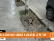 Peligro inminente: árbol a punto de caerse en Trujillo, sin acción del Segat
