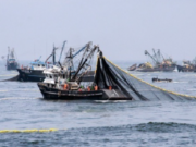 Nacional: más de 1 millón de toneladas de anchoveta obtenida durante primera temporada de pesca