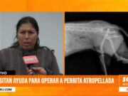 Trujilllo: Perrita atropellada necesita ayuda para ser operada