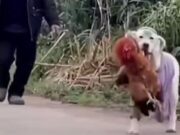 Perrito «ladrón» se vuelve viral por robar objetos y animales