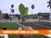 Trujillo: siembran quinto árbol de la quina