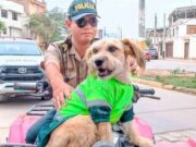 Chiclayo: “Barbas” el perrito policía que desde hace tres años patrulla las calles