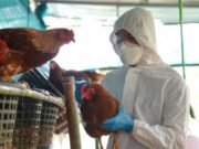 OMS confirma primera muerte por gripe aviar A H5N2 en México