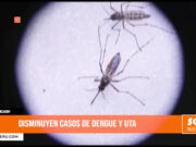 Áncash: disminuyen casos de dengue y uta