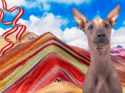 Día del Perro Peruano: celebrando una raza emblemática y cultural