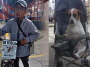 Lima: Hace un año adulto mayor recorre calles para buscar a su perrita perdida