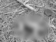 Trujillo: hallan cuerpo sin vida de recién nacido abandonado en el rio Moche