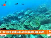 Día Mundial de los Océanos: ¿qué factores afectan la diversidad del mar?