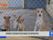 Chiclayo: perros fueron rescatados en operativo