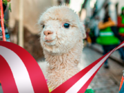 Perú posee el 85% de la población mundial de alpacas