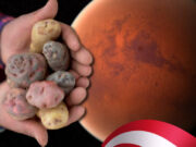 NASA quiere cultivar papas peruanas en Marte
