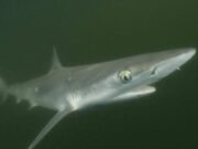Tiburones en Brasil dan positivo por cocaína, revelan científicos