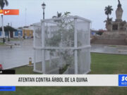 Trujillo: atentan contra árbol de la quina