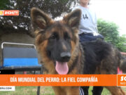 Día Mundial del Perro: la fiel compañía
