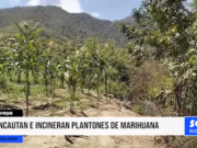 Lambayeque: incautan e incineran plantones de marihuana