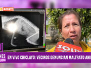 Vecinos de Chiclayo denuncian brutal maltrato a gatitos en parque