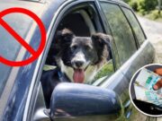 Lima: Pagarás hasta S/400 de multa si llevas a tu mascota incorrectamente en el auto