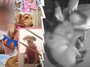 Chiclayo: asesinan a perrita durante robo en vivienda