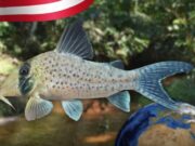 Descubren en Loreto especie de pez única en el mundo