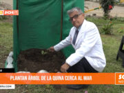 Moche: plantan árbol de la quina cerca al mar
