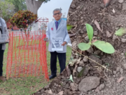 Trujillo: plantan árbol de la quina en plazuela El Recreo