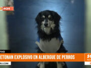 Trujillo: detonan explosivo en albergue de perros Urb. Sánchez Carrión