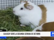 Cajamarca: “Caxacuy” será la segunda semana de octubre