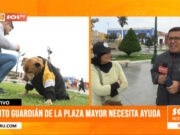 Perrito guardián de la Plaza Mayor de Trujillo necesita urgente tratamiento médico
