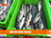 Trujillo: aún hay jurel fresco en Buenos Aires