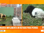 Trujillo: comisaría implementa un refugio para perros