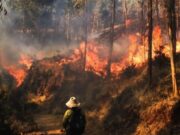 Se registran 15 fallecidos y seis hospitalizados a causa de incendios forestales