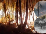 Incendio forestal abarca mil hectáreas en Mollebamba: situación crítica