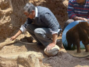 Hallan restos fósiles de mastodonte en Junín