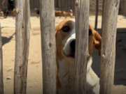 Trujillo: urge adopción de 34 perritos de albergue abandonado