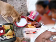 Conservas de Qaliwarma distribuida a niños también eran consumidos por perros de albergue en Chepén