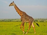 Las jirafas podrían ingresar a la lista de especies en peligro de extinción