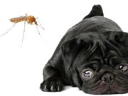 Prevención de leishmaniosis en mascotas: cuidados esenciales para tu perro