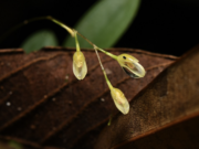 Loreto: descubren nueva especie de orquídea en la Amazonía