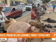 Trujillo: Conozca el precio de los lechones, pavos y otras aves