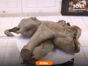 Rusia: exponen pequeño mamut de hace más de 50 mil años