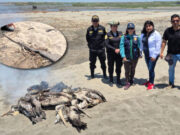 La Libertad: hallan evidencias de caza furtiva de pelícanos en Santiago de Cao
