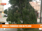 Trujillo: áreas verdes son un peligro para vecinos de Urb. Las Casuarinas