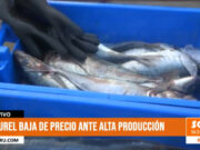 Trujillo: precio de jurel baja a 2 soles en Terminal Pesquero de Buenos Aires
